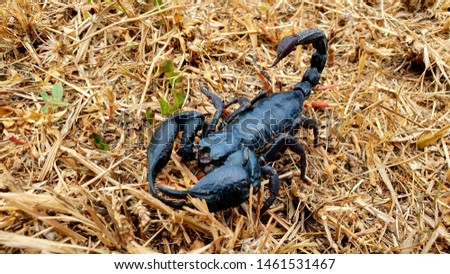 The picture of a black scorpion on the ground