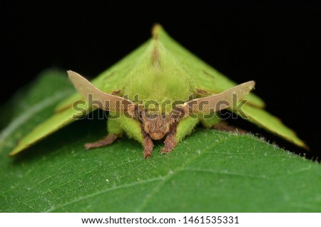 macro image of a beautiful lappet moth - Trabala sp. 