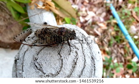 Large brown cicada insect picture