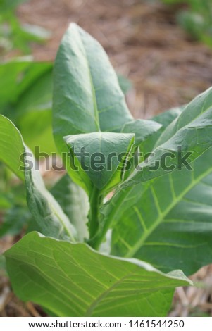 Tobacco and Chilli plants that are 1 month old in the fields owned by farmers in Dadap Village, Sambelia, East Lombok.