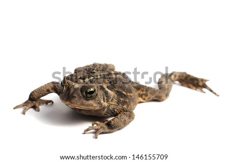 American Toad on a white background (Bufo americanus)