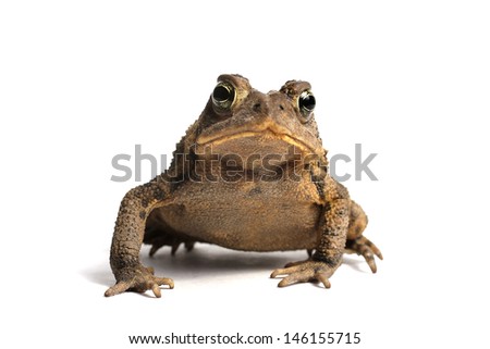 American Toad on a white background (Bufo americanus)