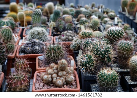 Cacti. Big plants. Greenhouse. Botanical garden with cacti. Flowers outside the window. Greenery. Cacti in pots. alley in flowers, path in the garden. Plants background