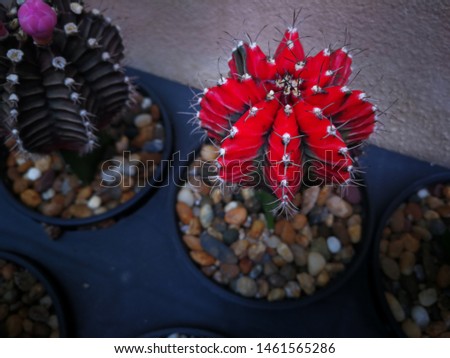 mini cactus in little pot at garden home