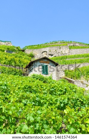 Vertical picture of terraced vineyards on slopes by Lake Geneva, Switzerland. Beautiful Lavaux wine region, UNESCO Heritage. Green vineyard on a hill. Switzerland wine making. Viticulture.