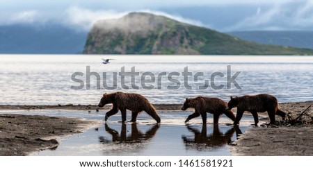 Three Brown Bear Cubs Cross a River With a Lake and Mountains Royalty-Free Stock Photo #1461581921