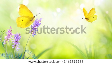 Yellow butterfly close-up macro on wild meadow violet flower in spring summer on a beautiful soft blurred light green background. Gentle artistic image of nature, copy space.