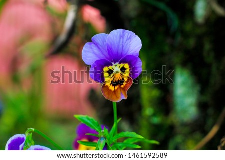 The Pansy is a type of large-flowered hybrid plant cultivated as a garden flower