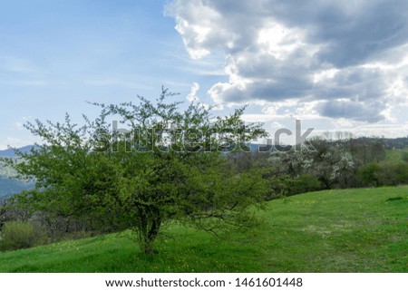 Image of a blooming tree on an alpine meadow.
