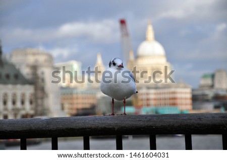 A seagull sitting on the rail with St.Paul's Cathedral in the background. London/ the UK