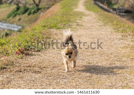 small dog walks along a pond