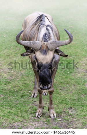 Wildebeest, Gnu,  facing forward standing on grass