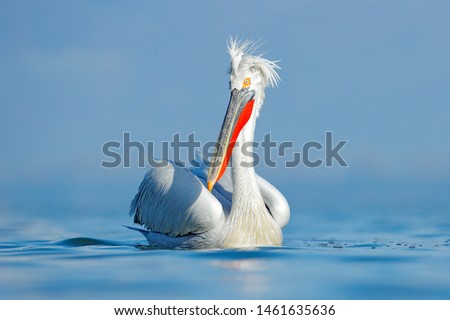 White bird, with long bill in the water. Dalmatian pelican, Pelecanus crispus, landing in Lake Kerkini, Greece. Pelican with open wings. Wildlife scene from European nature. 