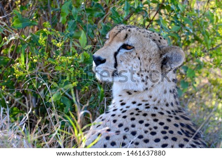 close up side view of head of cheetah set against a green leaf background in Kruger National Park, South Africa