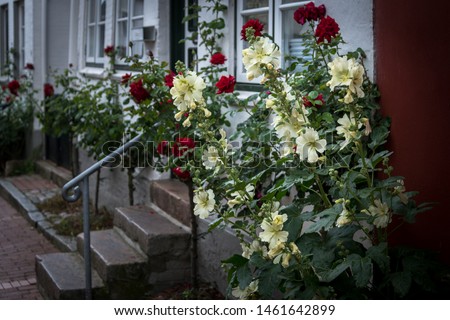 Hollyhock, farmer's rose, Alcea rosea in yellow at the house in front of the window