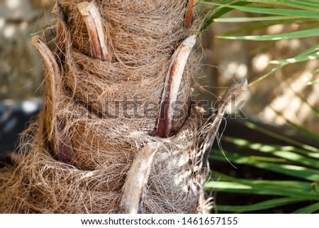 Palm trunk beautiful magic nature