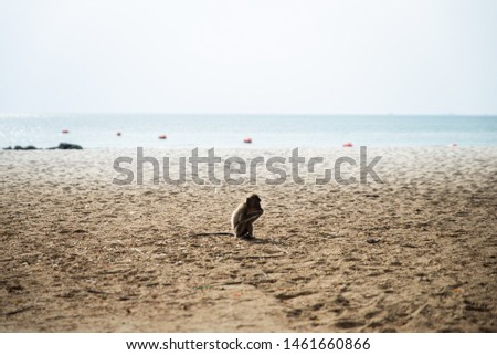 Monkey eat something on the beach