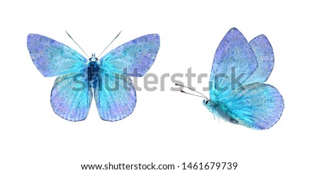 Set - two beautiful blue with purple butterflies isolated on white background. Butterfly with spread wings and in flight. Royalty-Free Stock Photo #1461679739