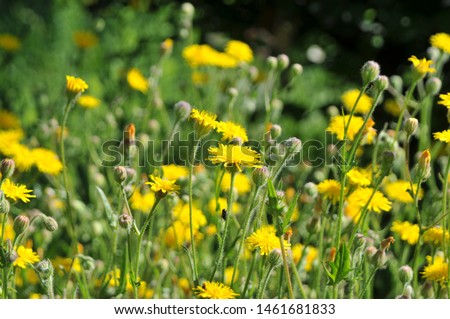 
field of yellow dandelions in the grass