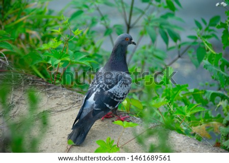 A dove among the grass. Selective focus pigeon.