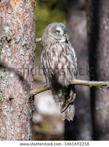 Great Gray Owl (Strix Nebulosa), sitting on a branch in the forest. The great gray owl or great gray owl (Strix nebulosa) is a very large owl.