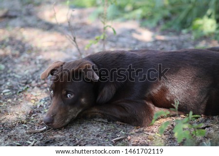 asia cute adorable brown dog sleep and open eyes on ground. 