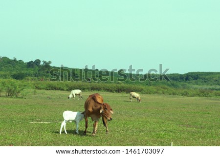 The brown cow and white calf are sucking milk from the mother in the pasture.