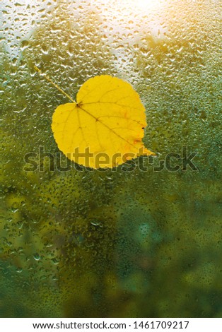 Yellow autumn leaves stuck to the wet window. The glass in drops of rain. Free space. Place for text. Autumn background.