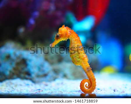 Yellow sea horse in aquarium Thailand