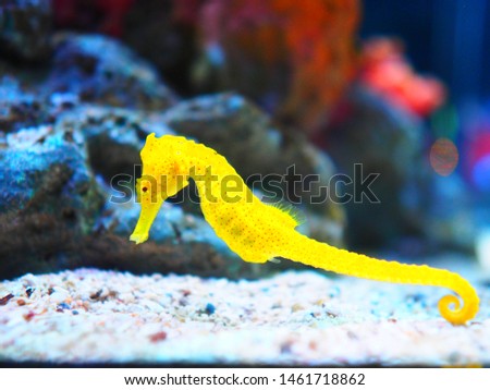 Yellow sea horse in aquarium Thailand