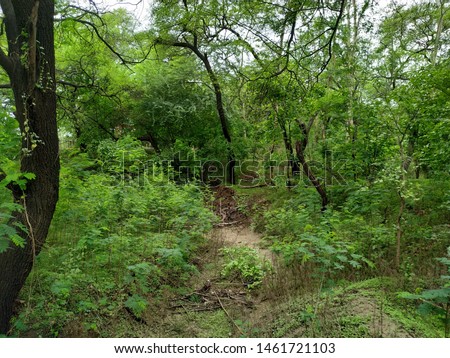 Dense forest picture of trees
