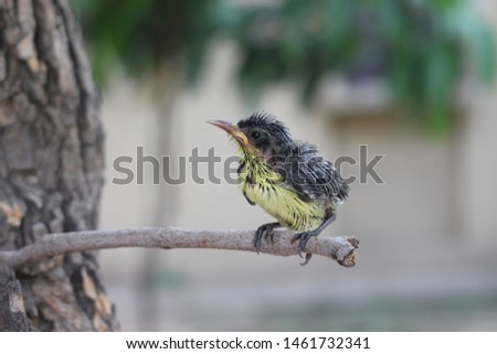 Hummingbird is one of the best beautiful bird , here is a baby bird which came out first time from the nest, it seems quit surprised in open world 