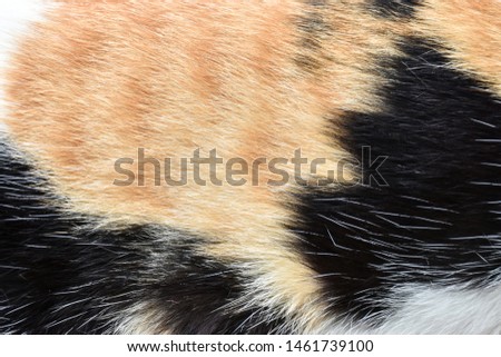 Animal background view. Close up or Top view of A cat Skin fur fluffy texture pattern abstract on background view. Tabby. Flat lay zoom.
