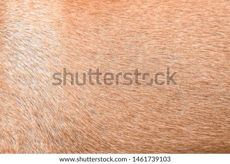Close up(Top view) of Gold skin fur fluffy of a dog to texture pattern beautiful on view background. Flat lay of brown Canine. Animal background view. 