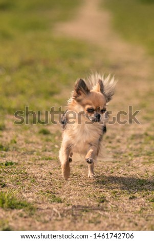 Chihuahua dog freely enjoy walking 