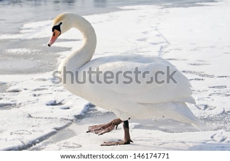 Lonely swan on ice 