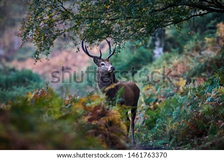Red deer (Cervus Elpahus) encounter on woodland path at dawn with autumn colours. Young stag during the rut. Wild animal in natural environment. Image