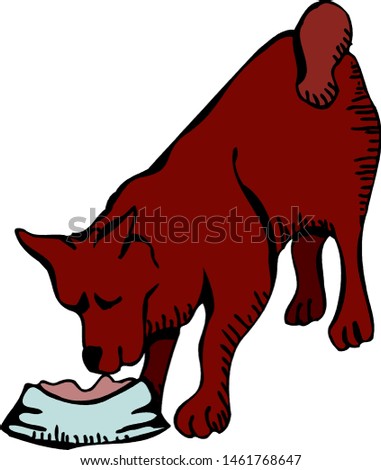 dog sniffs food in a plate isolation on a white background