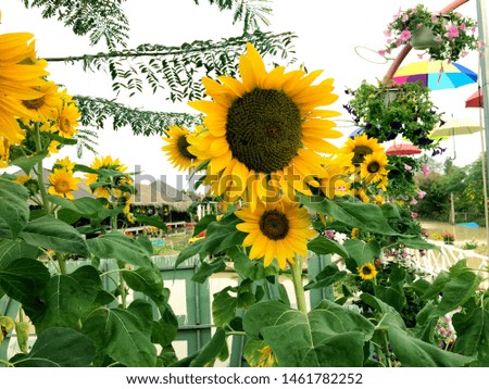 sunflowers were bloomed in Viet Nam