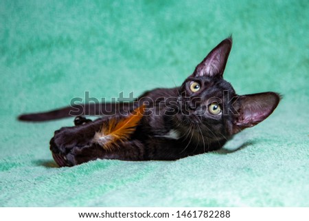 Savannah cat lying on a turquoise background