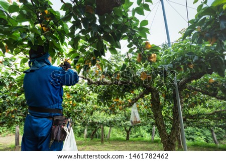 Fruit cultivation. Pear bag hanging work Royalty-Free Stock Photo #1461782462
