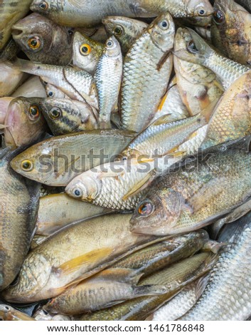 Close-up pictures of various fish species that will be used for cooking.