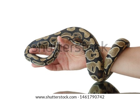 The image of the royal or ball python on the hand of man. Close-up. Isolated.