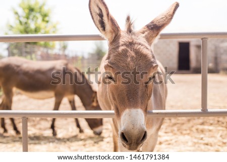 Gray donkeys stand behind a fence in the zoo close-up.