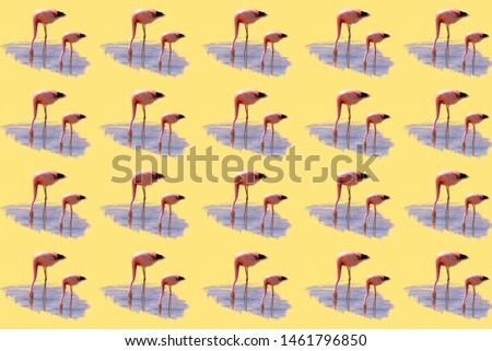 Pattern with a photo of two isolated adult pink flamingo on a trendy yellow summer background. Flamingo animal exotic, nature of wild fauna