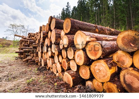 Logging site and yard in the forest Royalty-Free Stock Photo #1461809939