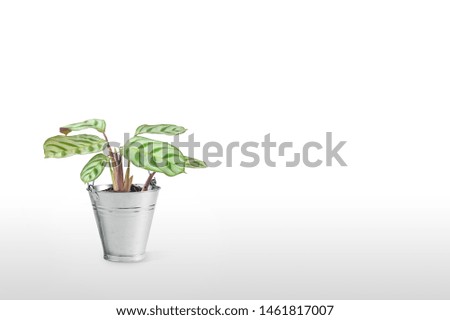 Gorgeous houseplant Maranta in a colorful pot isolated on white background