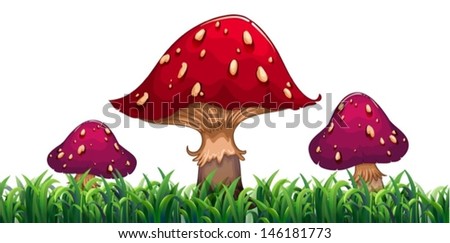 Illustration of the three mushrooms on a white background 