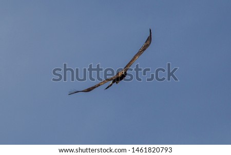 Golden Eagle
Latin name: Aquila chrysaetos