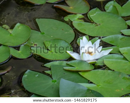 water lilies (Nymphaeaceae)
elegant and peaceful pair of water lilies after the rain in a tropical pond